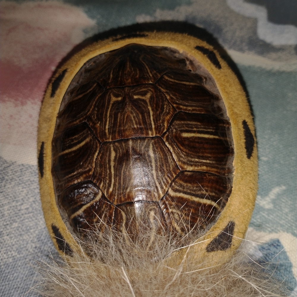 NATIVE AMERICAN TURTLE SHELL RATTLE